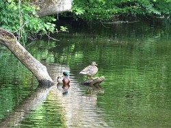 2020-06-07: rando tonique en forêt de Bondy