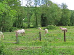 Alençon et la forêt d'Ecouves par Jacques
