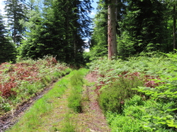 Alençon et la forêt d'Ecouves par Jacques