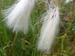 Au pays des Ballons par Richard
