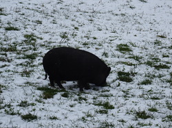 Borest-Fontaine Chaalis-Montepilloy-Mont l'évêque