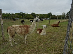 Boucle de la Marne et forêt de Vallières