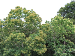 Bénodet  Sainte Marine par Jacques