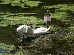 Coye la Forêt -Chantilly par Jacques