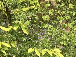 De la Marne à la Dhuys