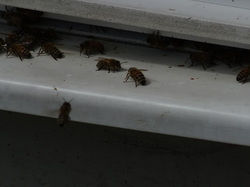 de Rothbach au château de Lichtenberg par Jacques