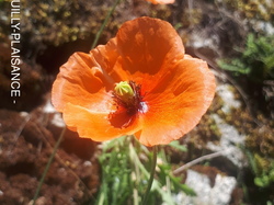 Dordogne 9ème étape par Richard