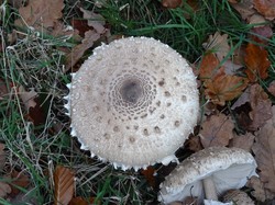 En forêt d'Ermenonville par Jacques