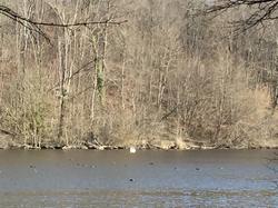 En forêt de Chantilly par Sylvie