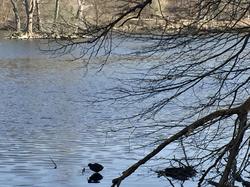 En forêt de Chantilly par Sylvie