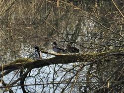 En forêt de Chantilly par Sylvie