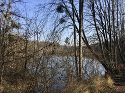En forêt de Chantilly par Sylvie