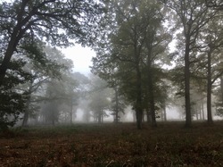 en forêt d'Ermenonville par Sylvie