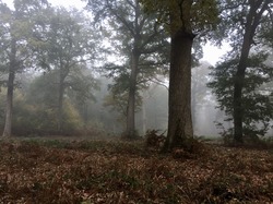 en forêt d'Ermenonville par Sylvie