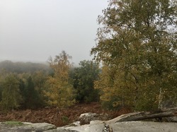 en forêt d'Ermenonville par Sylvie