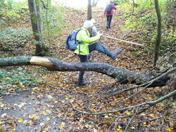Forêt de Ferrières par Jacques