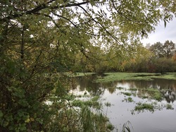 Forêt de Ferrières par Sylvie