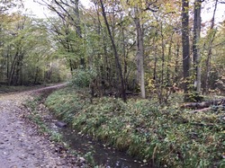 Forêt de Ferrières par Sylvie