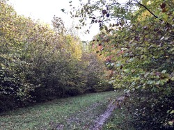 Forêt de Ferrières par Sylvie