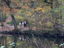 Forêt de Montmorency par Maria