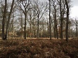 Forêt de Saint Germain en Laye par Sylvie