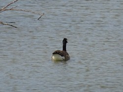 Forêt de Saint-Germain nord par Jacques