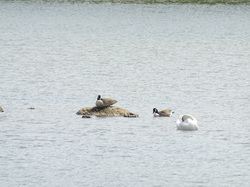 Forêt de Saint-Germain nord par Jacques