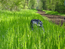Forêt de Saint-Germain nord par Jacques