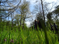Forêt de Saint-Germain nord par Jacques
