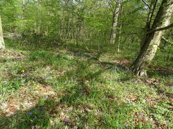 Forêt de Saint-Germain nord par Jacques