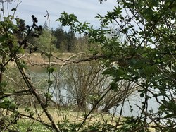 Forêt de Saint Germain par Sylvie