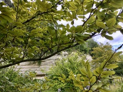 Forêt de l'Isle-Adam par Sylvie