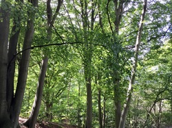 Forêt de l'Isle-Adam par Sylvie