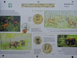 Forêt Notre Dame par JAcques