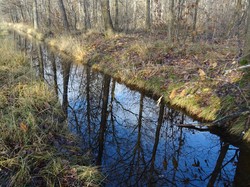 Forêt Notre Dame par JAcques
