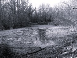 Forêt Notre Dame par JAcques
