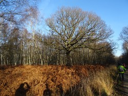 Forêt Notre Dame par JAcques
