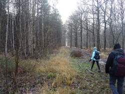 Forêt Notre Dame par JAcques