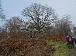 Forêt Notre Dame par JAcques