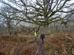Forêt Notre Dame par JAcques