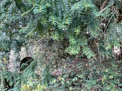 Forêt Notre Dame par Sylvie