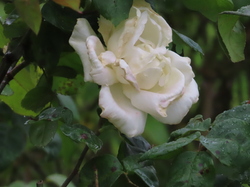 Grisy-Suisnes par Jacques