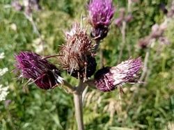 GTJ: 5ème étape par Richard