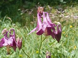 GTJ: 5ème étape par Richard