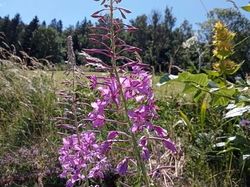 GTJ: 5ème étape par Richard