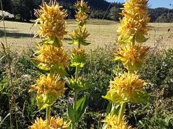 GTJ: 5ème étape par Richard