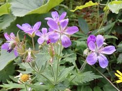 GTJ: 5ème étape par Richard