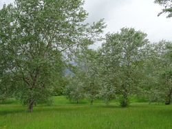 Jablines - Annet par Jacques