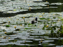 La plaine de Sorques par Catherine