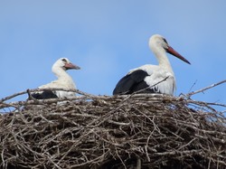 Le Mont Saint Michel et Neuwiller lès Saverne par Jacques